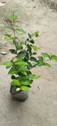 Natural Cherry Fruit Plant-thumb4