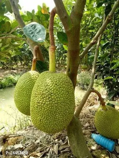 Natural Jack Fruit Plant-thumb2