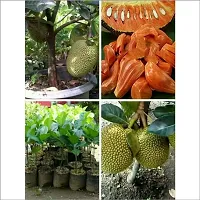 Natural Jackfruit Plant-thumb1