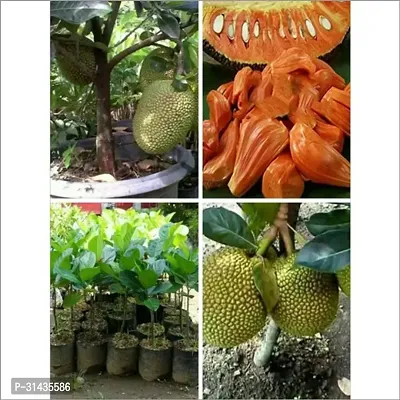 Natural Jackfruit Plant-thumb2