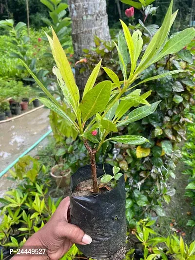 Natural Rudraksha Plant-thumb3