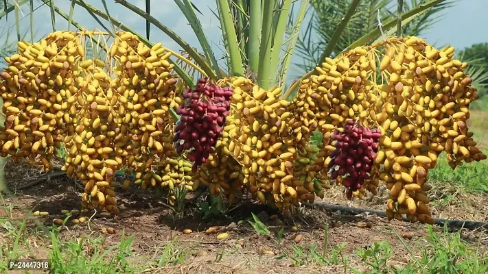 Natural Zz Plant