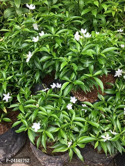 Jasmine Plant