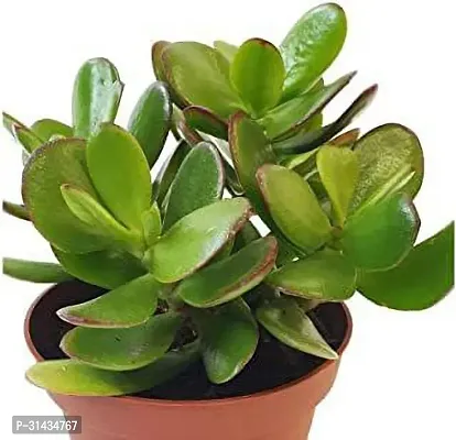 Natural Crassula Plant-thumb0