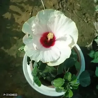 Natural Hibiscus Plant-thumb0