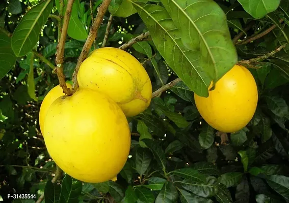 Natural Abiu Plant