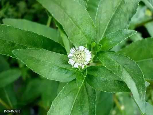 Natural Bhringraj Plant-thumb4