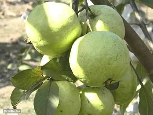 Guava Plant-thumb2