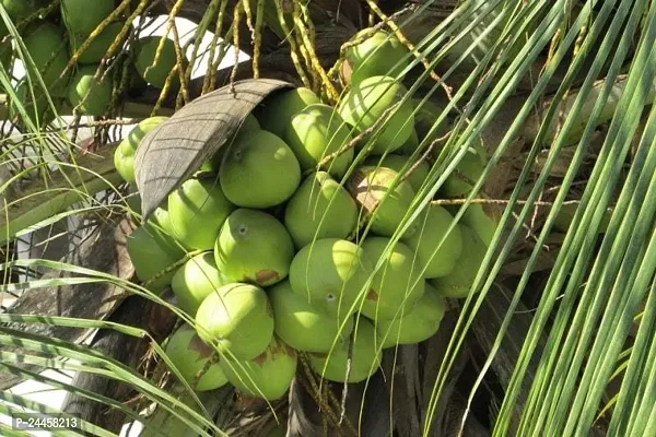 Natural Coconut Plant