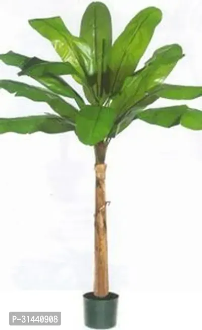 Natural Banana Plant-thumb0