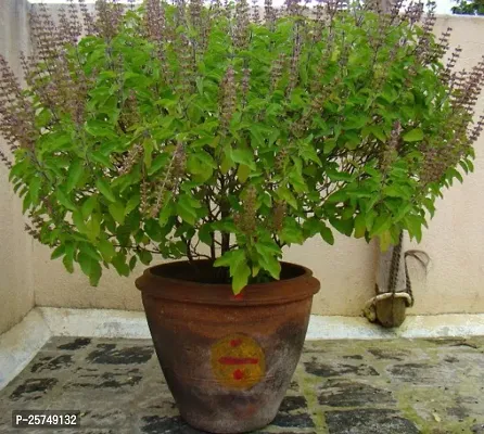 Tulsi Plant-thumb0