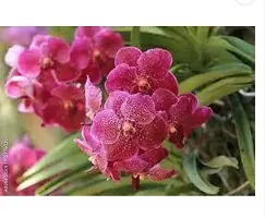 Natural Orchid Plant-thumb2