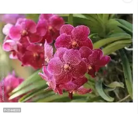 Natural Orchid Plant-thumb3