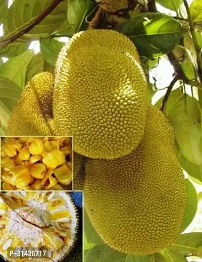 Natural Jack Fruit Plant-thumb0