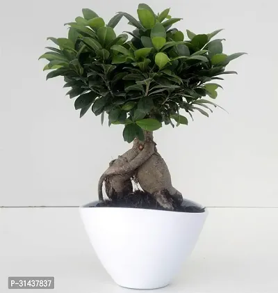 Natural Ficus Bonsai Plant