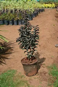 Natural Guava Plant-thumb3