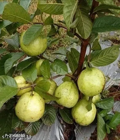 Natural Guava Plant