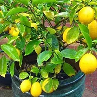 Lemon Plant-thumb4