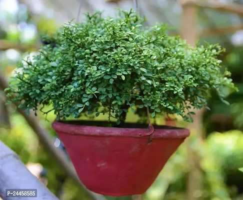 Natural Madhu Kamini Plant