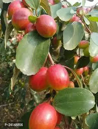 Apple Plant