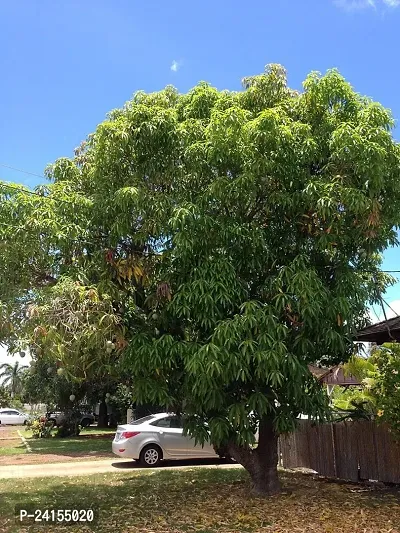 Mango Plant