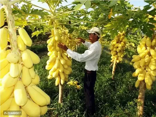 Natural Papaya Plant