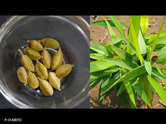 Natural Elaichi/Cardamom Plant-thumb0