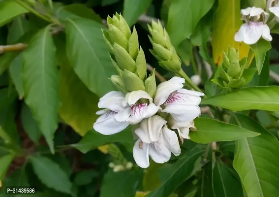 Natural Heart Leaf Oxycardium Plant-thumb5