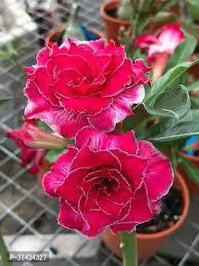 Natural Adenium Plant