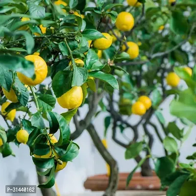 Natural Lemon Plant-thumb0