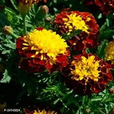 Marigold Plant