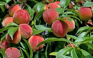 Natural Aloo Bukhara/Plum Plant-thumb1