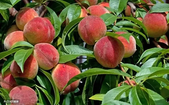 Natural Aloo Bukhara/Plum Plant-thumb2