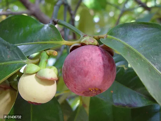 Natural Mangosteen Plant