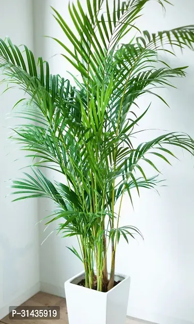 Natural Areca Palm Plant-thumb0