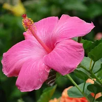 Natural Hibiscus Plant With Pot-thumb1