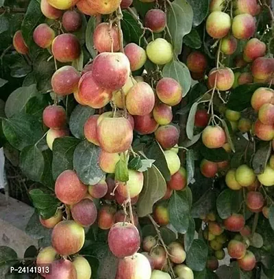 Ber Apple Plant
