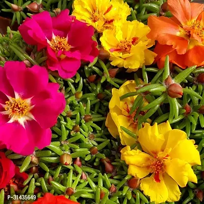 Natural Portulaca Plant-thumb0