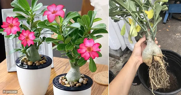 Natural Adenium Plant