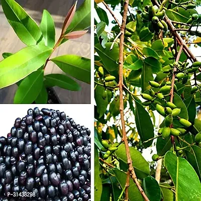 Natural Jamun Plant-thumb0