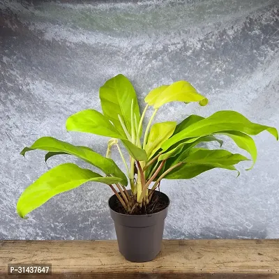 Natural Philodendron Plant-thumb0