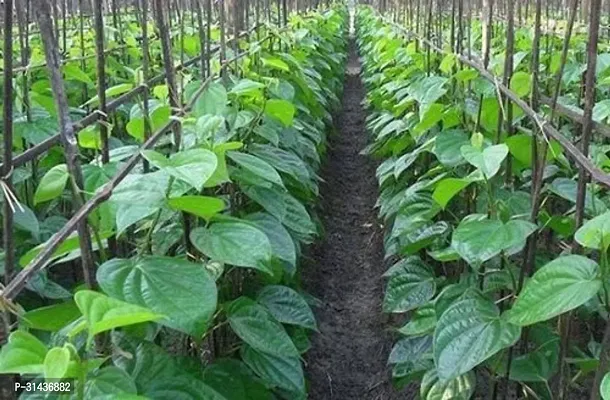 Natural Betel Leaf Plant-thumb2