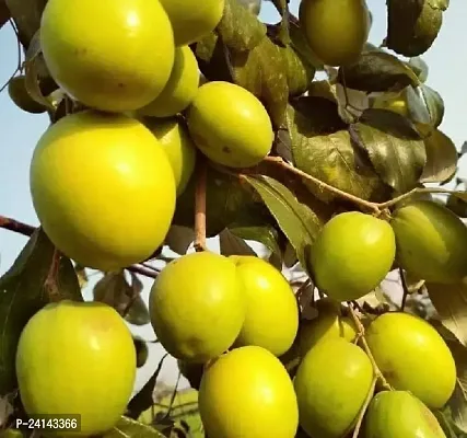 Ber Apple Plant-thumb2