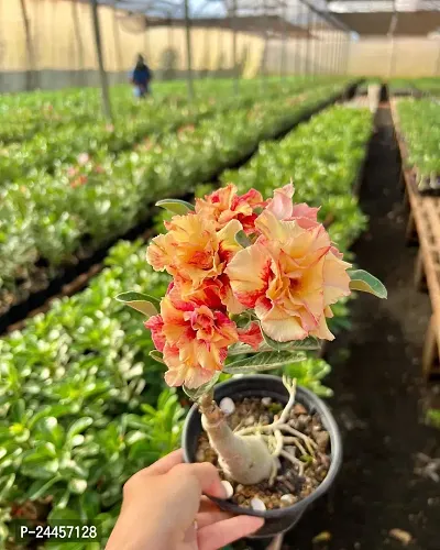 Natural Adenium Plant