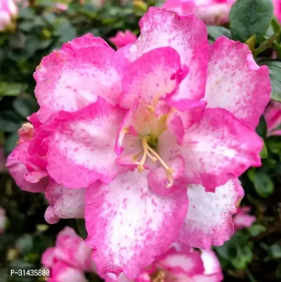 Natural Rose Plant-thumb0