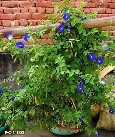 Aparajita/ Butterfly Pea Plant