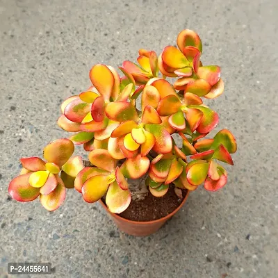 Natural Jade Plant-thumb0