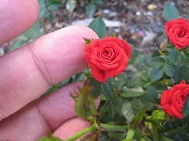 Natural Rose Plant-thumb1