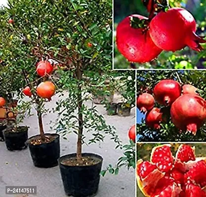 Pomegranate Plant-thumb0