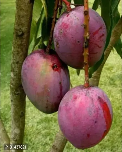 Natural Mango Plant-thumb0